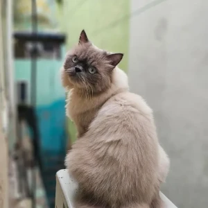 A White and Grey Persian Cat Missing from Chennai