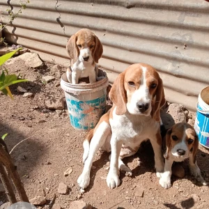 A White-Brown Mix Beagle Dog Missing from 118 shaniwar peth nene ghat nadi patra-2