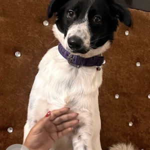 A Black and White Indie Dog Found from Tagore Garden Extension, New Delhi