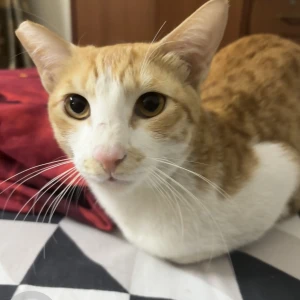 A Other Orange and white Cat Missing from Noida
