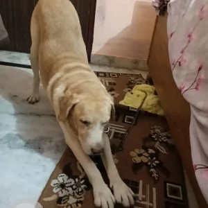 A Golden Labrador Dog Missing from Block E, Vinod Nagar East-3