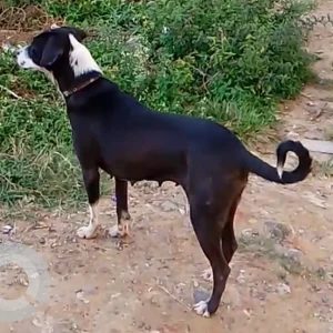 A Black and White Indie Dog Missing from Aishwarya crystal Layout, Manipal County Road, Singasandra, Bengaluru - 560068, India-2