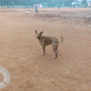 A Brown Indie Dog Found from Kodambakkam, Chennai-2