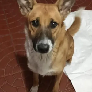 A White-Brown Mix Indian Street dog Dog Missing from Bengaluru-2