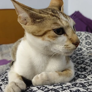 A White and Grey Local Cat Missing from Ganganagar, near kanahiya pan center, saijpur bogha, ahmedabad - 382345-3