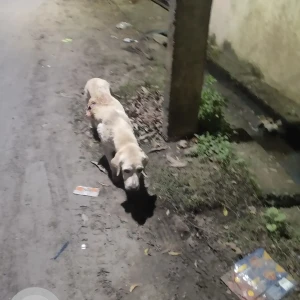 A White White labrador Dog Found from Seen on 4th Street , kamaraj nagar, avadi , chennai 71-3