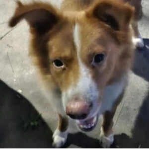 A Brown Indie Dog Missing from Dwarka, New Delhi