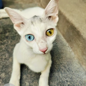 A White and Grey Street cat Cat Missing from Ganagapeta, Kadapa