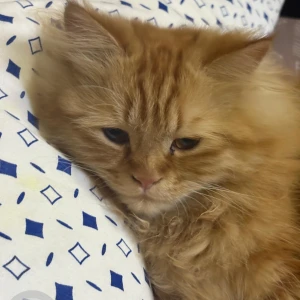 A Orange Persian Cat Missing from Tagore Town, Prayagraj