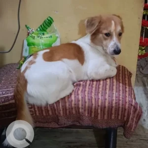 A White-Brown Mix Pomeranian mix Dog Missing from A-616 Raghubir Nagar A - Block, Block A,  Tagore Garden Extension, Delhi, 110027, India-4