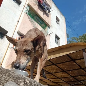 A Black and Brown Street dog Dog Missing from Ahmedabad