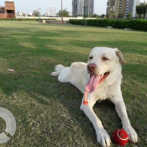 A White Labrador Dog Missing from Arjunganj, Lucknow