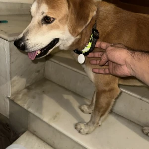 A Brown Indie Dog Found from Dlf phase 1