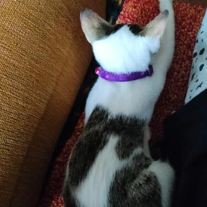 A Grey-White Mix Indie cat Cat Missing from Near SBI bank, mangor-hill-4