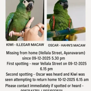 A Green Hahns macaw and Illegar macaw Bird Missing from Chennai