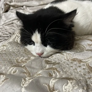 A Black and White Ragdoll Cat Missing from 9-4-51/A/5/2 Hakeempet tolichowki-3