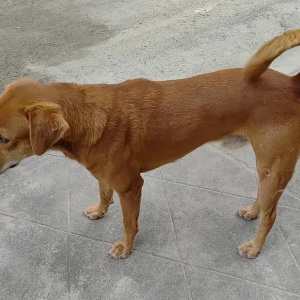 A Brown Indie mix Dog Found from Valasaravakkam, Chennai-2
