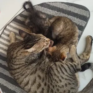 A Grey-White Mix Indian Cat Missing from second Next lane of Sahitya rantna aanabhau sathe,rajiv Gandhi nagar , pimple Gurav , pimpri Chinchwad Maharashtra 411061