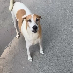 A White-Brown Mix Indie Dog Found from New Delhi