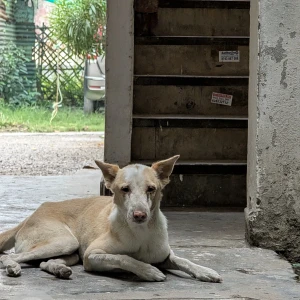 A White INDIE Dog Missing from Model Town Phase 2, Block Z2, Phase 2, Model Town