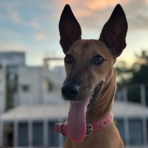 A Golden Chippiparai cross Dog Missing from Aminjikarai, Chennai