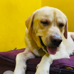 A Golden labradour Dog Missing from Sector 124, Noida