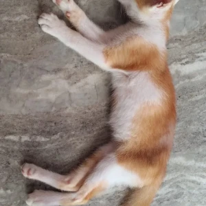 A Golden Indie Cat Missing from Ulubari, Guwahati-3