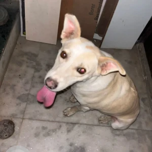 A White Stray Dog Found from Gurugram