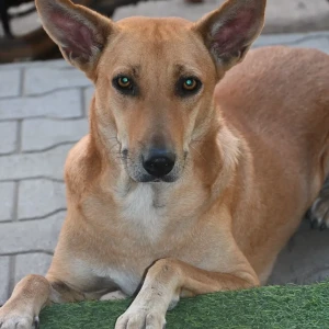 A Brown desi(street) Dog Missing from Begalakunte, Bengaluru