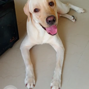 A Light Brown Labrodor Dog Missing from Pune-2