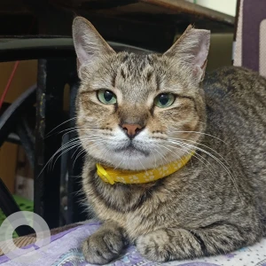 A Grey Indian Cat Missing from Khadki Bazar, Pune