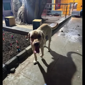 A Light Brown Labrodor Dog Missing from Pune-7