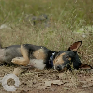 A Black and Brown Street dog ( Looks like Doberman with Tail ) Dog Missing from Bouta Waddo, Assagao-4