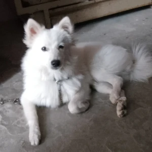 A White Pomeranian Dog Missing from Ludhiana