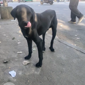A Black Labrador Dog Found from Chandra Layout, Bengaluru