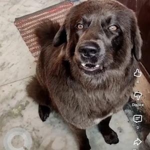 A Grey Bhotia Dog Missing from Greater Noida