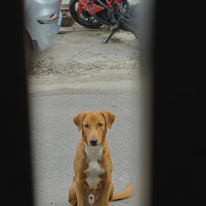 A Brown Indie Dog Missing from A Block, Sector 40, Noida, Near Khaitan School
