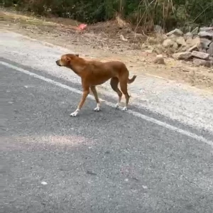 A Brown Indie Dog Missing from Kanganheri, New Delhi-3