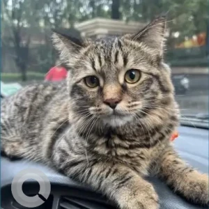 A Grey Persian Mix Cat Missing from Pune