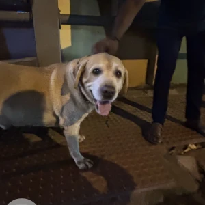 A White-Brown Mix Labrador Dog Found from Bengaluru