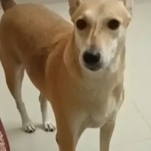 Found: A White-Brown Mix indian Dog Found from chembur maharashtra A White-Brown Mix indian Dog Found from chembur maharashtra