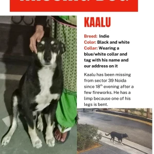 A Black and White Indie Dog Missing from Noida-3