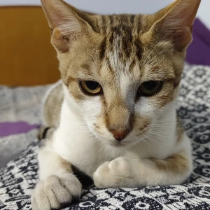 A White and Grey Local Cat Missing from Ganganagar, near kanahiya pan center, saijpur bogha, ahmedabad - 382345