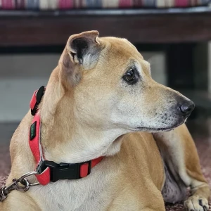 A Brown Native Indian Dog Missing from Gopalapuram, Chennai-2