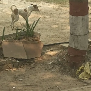 A White-Brown Mix Indie Dog Found from Ardee City, E Block, Sector 52-3