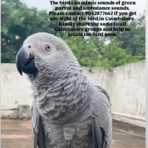 A White and Grey African grey parrot Bird Missing from Sai Baba Colony, Coimbatore