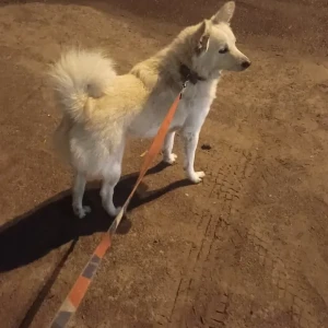 A White Indi Pomeranian Dog Missing from New Delhi