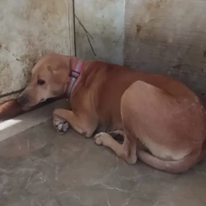 A Light Brown Indian Street Dog Dog Missing from Katraj, Pune