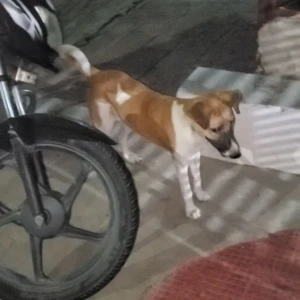 A White-Brown Mix Indie Dog Found from Nehru Nagar, Ghaziabad-2
