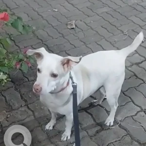 A White Indie Dog Missing from Liberty garden malad West